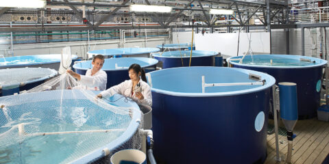 Diploma in Aquaculture