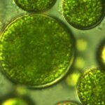 Phycoremediation: Harnessing microalgae for sustainable wastewater treatment