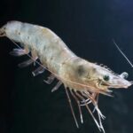 Hepatopancreas: An organ that plays an important role in shrimp physiology