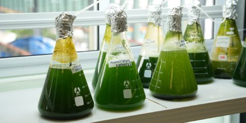 Development and Efficacy of a Smart Integrated Microalgae – Aquaculture Recirculating System (IMARS) for Sustainable Aquaculture Family in Sarawak