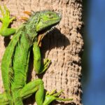 Curtin Malaysia’s first Global BioBlitz uncovers DNA traces of invasive green iguana